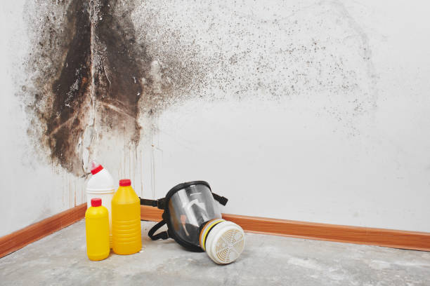 Best Home Mold Removal  in Aspermont, TX