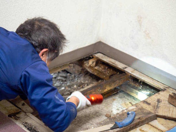Best Fast Mold Removal  in Aspermont, TX