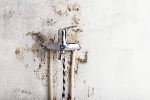 Best Affordable Mold Removal  in Aspermont, TX