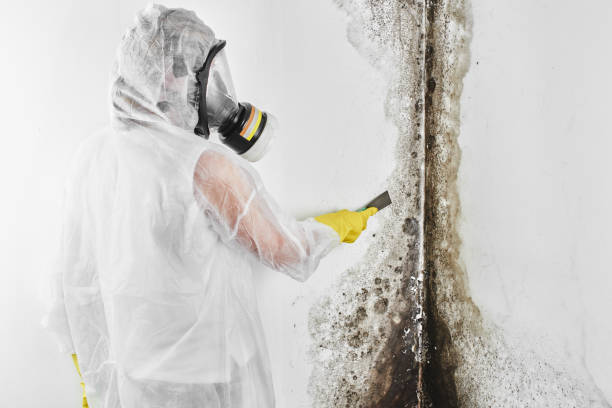 Best Mold Testing and Removal  in Aspermont, TX