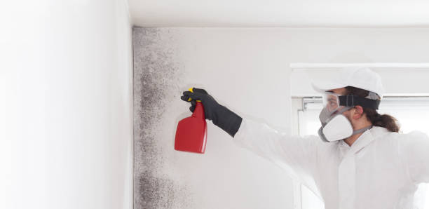 Best Black Mold Removal  in Aspermont, TX