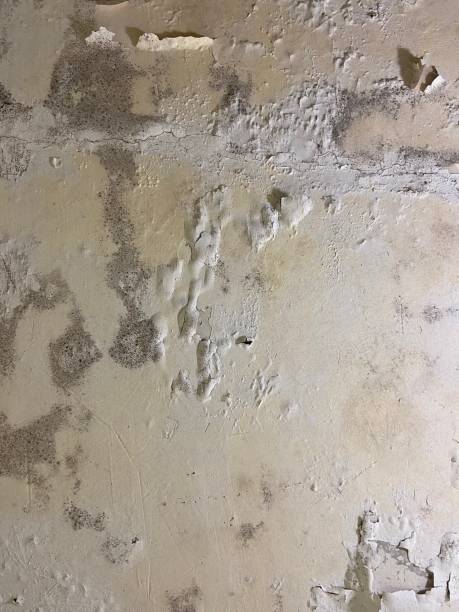 Best Toxic Mold Removal  in Aspermont, TX