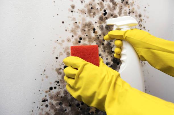Best Office Mold Removal Services  in Aspermont, TX