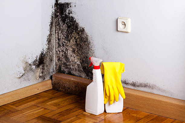 Best Mold Damage Repair  in Aspermont, TX