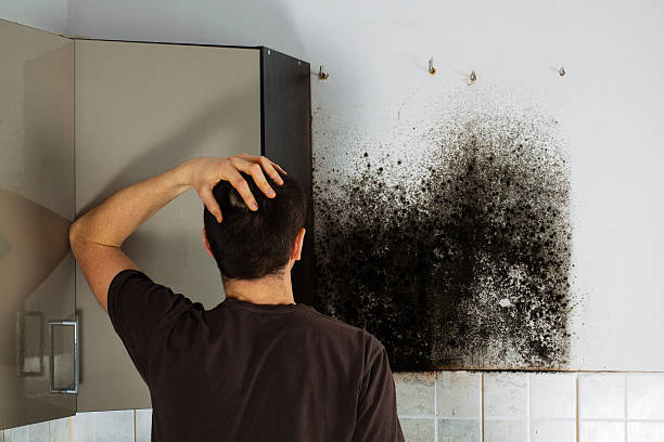 Home Mold Removal in Aspermont, TX