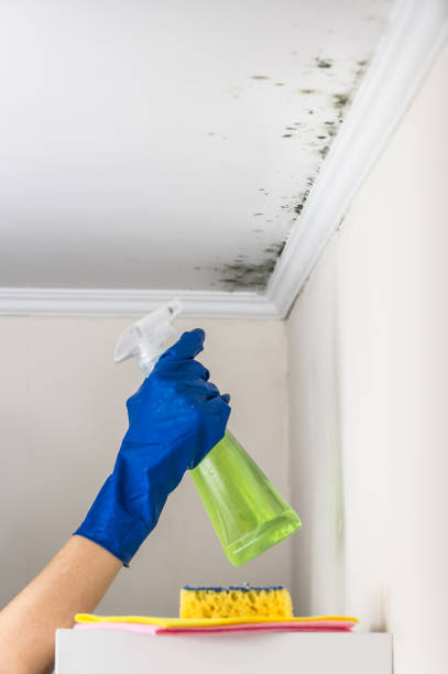 Best Mold Damage Repair  in Aspermont, TX