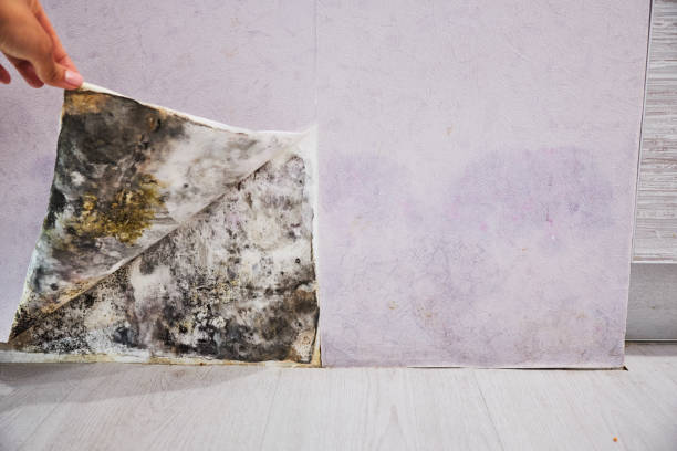 Best Certified Mold Removal  in Aspermont, TX